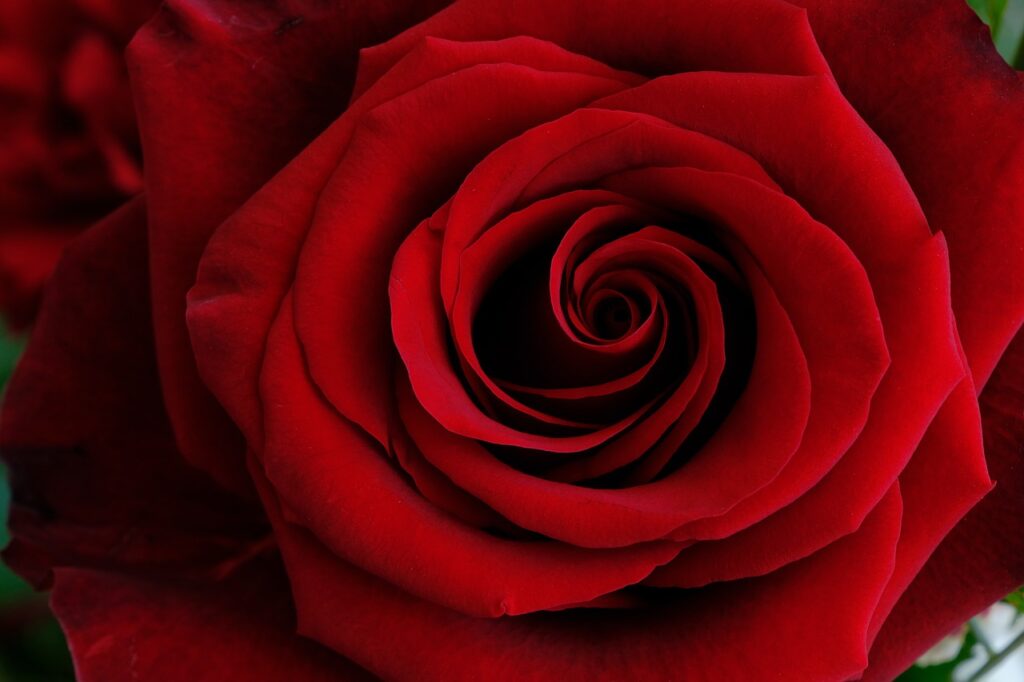 Rose Day